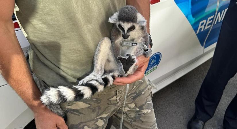 Gyűrűsfarkú maki került elő egy villamossínen közlekedő autó ellenőrzésekor Budapesten