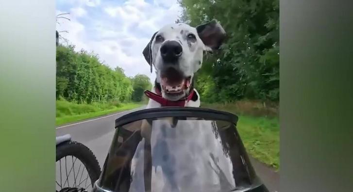 Imádja a net népe a dalmatát, ami oldalkocsis motorral rója az utakat gazdájával