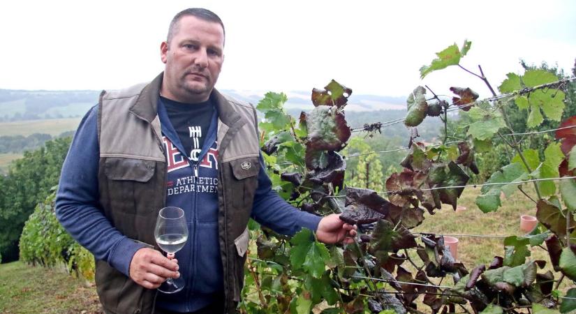 A zártkerti művelés vége? Egy szőlőmustra keserű tapasztalatai Zalában!