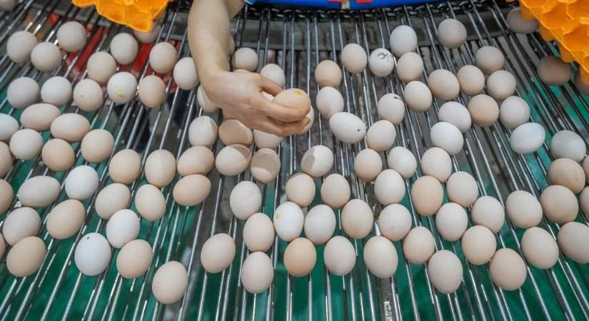 Ukrán tojászápor Európára: fél év, duplázódó export
