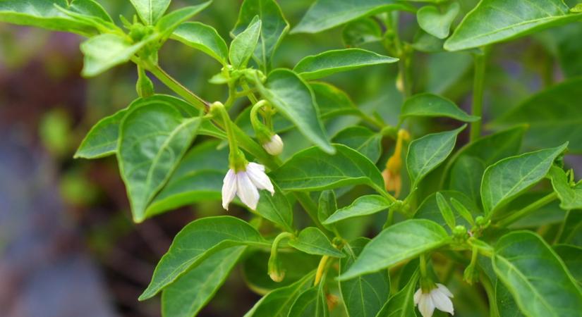 Őszi paprika-paradoxon – miért hoz rengeteg virágot, de kevés termést?