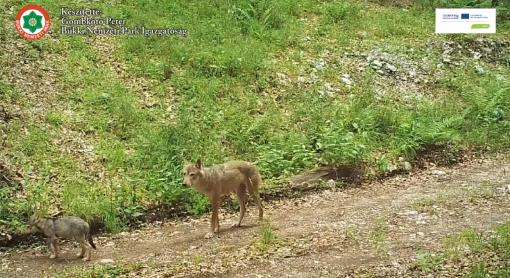 Farkaskölykök a Bükkben - nemrég hagyták el a kotorékukat - VIDEÓK