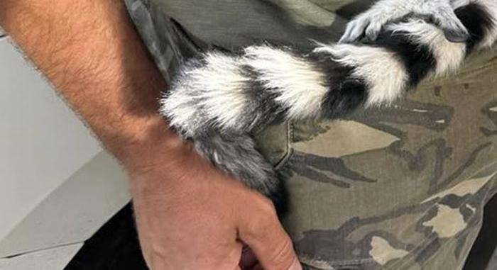 Őrület, mi került elő egy igazoltatásnál Budapesten