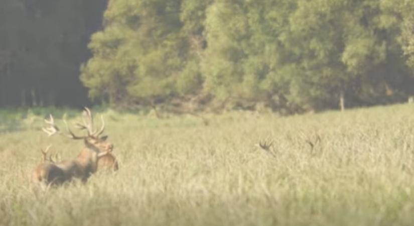Szemléletformáló szarvasbőgés-hallgató túrák a gímszarvas-nász jegyében gemencen