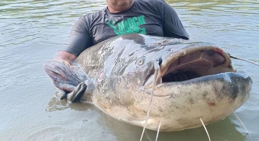 Elvesztette a harcot a Tisza óriásával a horgász, mégis ez lett a legboldogabb napja