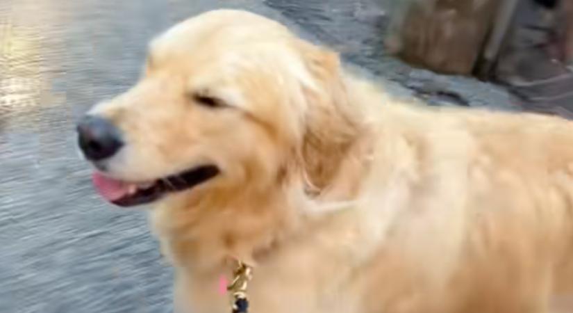 Elkapja az eső a golden retrievert: ami ezután történik, sokak napját megmenti - Videó