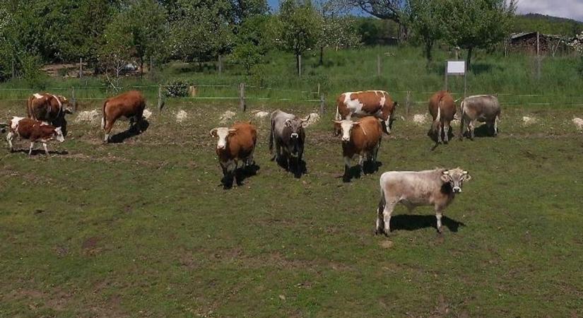Felbőszült tehéncsorda támadt egy idős házaspárra, a férfi meghalt