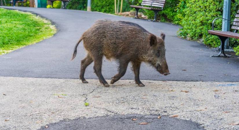 Altatólövedékkel irtják a budán megjelent vaddisznókat: a lakók kiakadtak