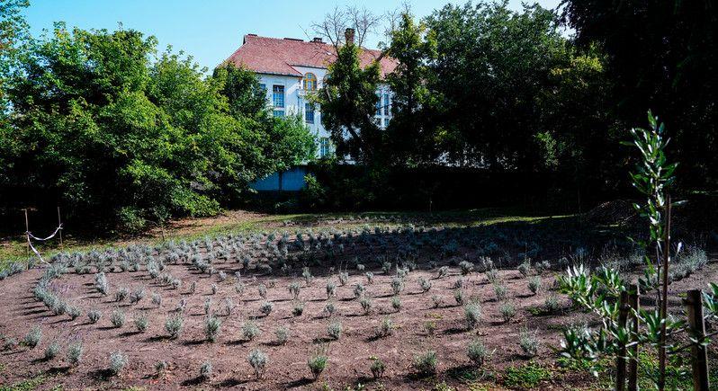 Elkészült a Tiszántúl első levendula labirintusa