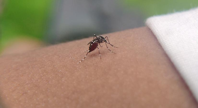 Nem nyugszanak a vérszívók, hiába van szeptember: nagyüzemben kell irtani