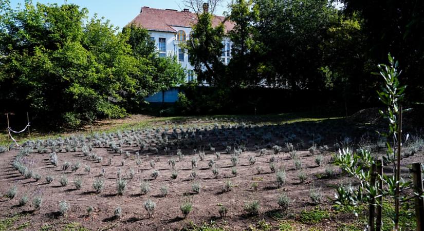 Már Levendula Labirintus is várja a látogatókat a debreceni Botanikus Kertben