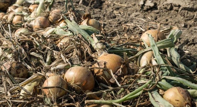 Árzuhanás aggasztja a frisspiaci zöldségek termelőit, a paradicsom és a paprika reményt keltő
