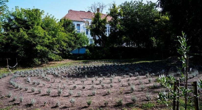 Lila virágtenger várja majd a látogatókat a Debreceni Egyetemen