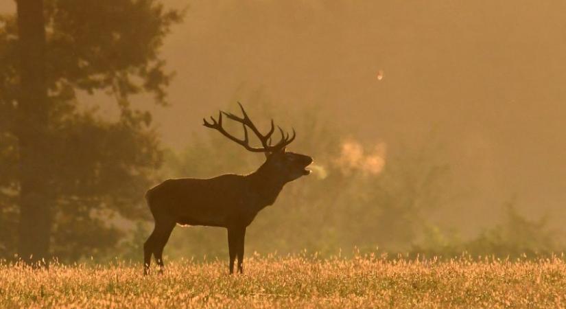 Bőgő gímbikákkal túrázhatunk Gemencen