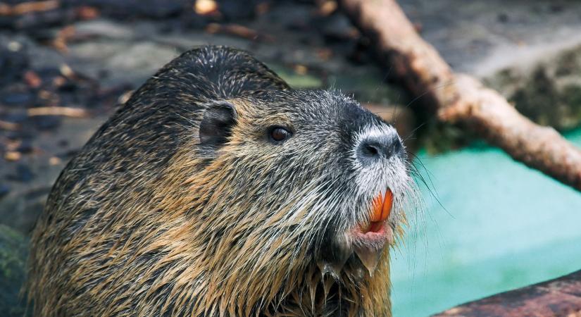 Parlagfű, nutria, bálványfa, cifrarák: itt az ideje, hogy felvegyük a harcot az inváziós fajok ellen
