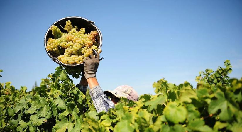 Meglepetés a borászoknak – még szüretelni is beállnak a NAV-ellenőrök