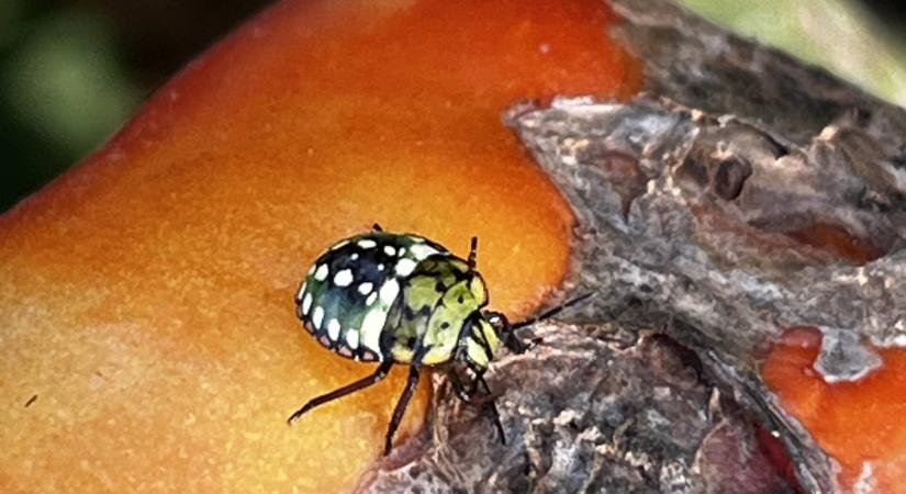 Kertészeti növényvédelmi előrejelzés: őszi káosz a kertekben