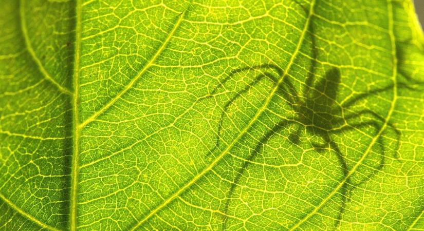 Pókok a fikuszon – barát vagy ellenség a szobanövényen megjelenő nyolclábú?