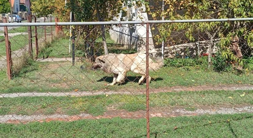 Rettegés a baranyai faluban  babakocsikkal menekülnek a lakosok