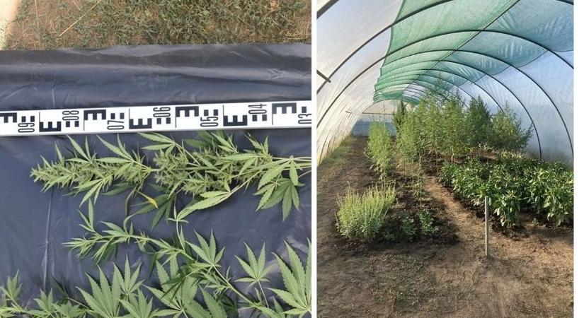 Vége a mellékállásnak: Fóliasátorban termesztett kábítószerre bukkantak a rendőrök