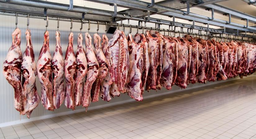 Lehullt a lepel: ez történik most a marhával, sertéssel a hazai vágóhidakon