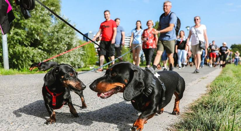 Keresik a leghosszabb tacskót - Hétvégén jön a Tacsi Tali