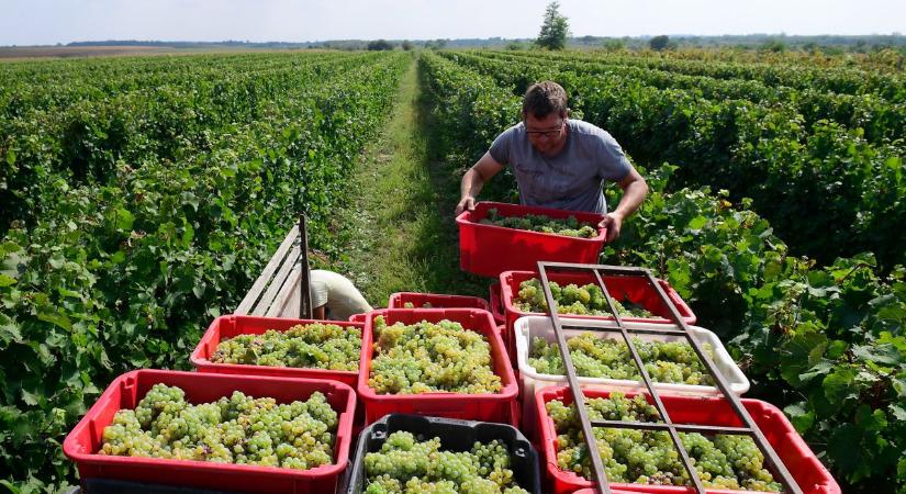 Emelkedtek a szőlőárak a szüretre, minden a boráremelés mellett szól, de ott egy sötét árny a háttérben