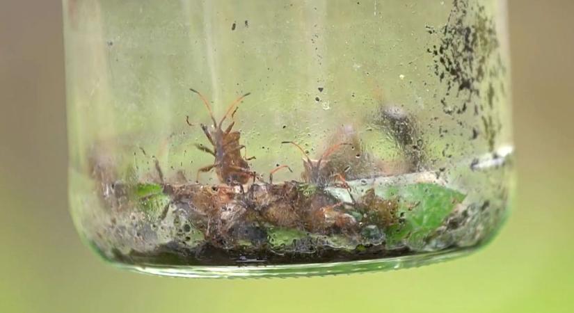 Borbás Marcsi titkai: hogyan óvjuk meg növényeinket vegyszer nélkül
