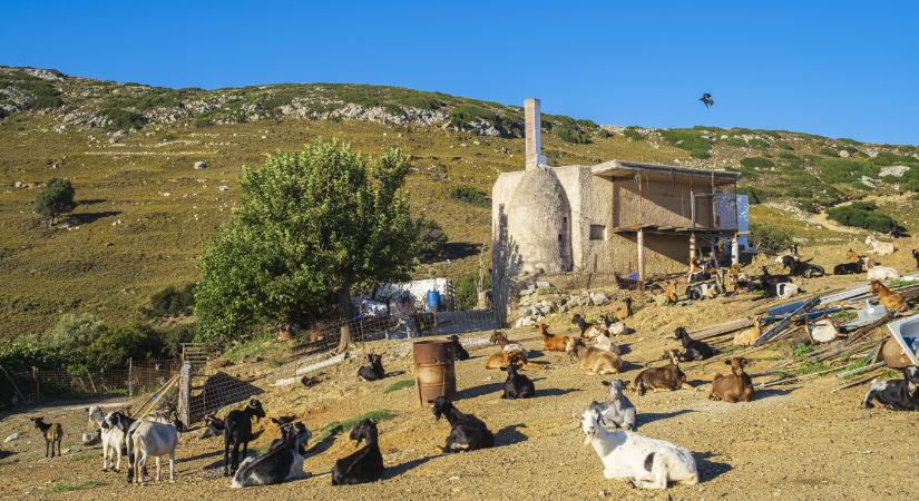 Máshol is lopnak: 22 millió eurónyi uniós agrártámogatást vettek fel jogosulatlanul Görögországban