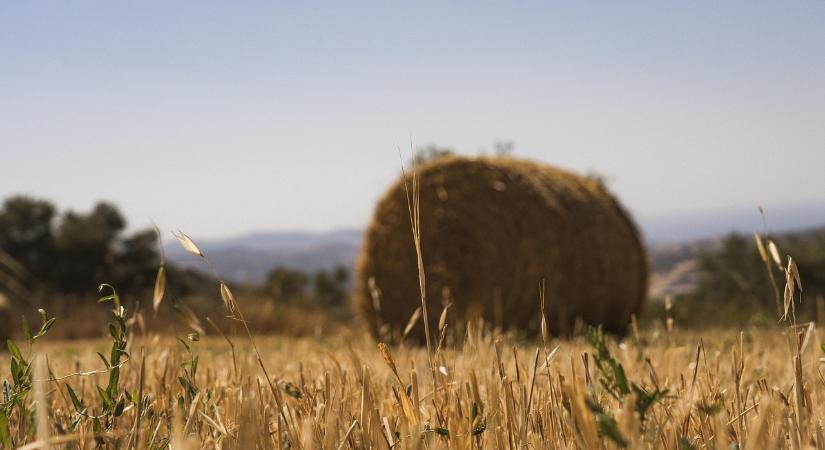 Kevés a széna – A szárazság nem tett jót Hargita megye gyepterületeinek