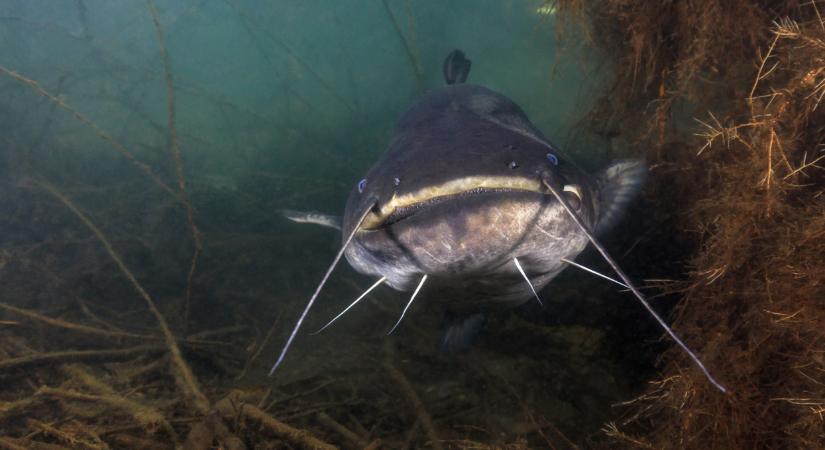 Ijesztő, mekkora halat fogtak a Balatonból: ekkorát még nem láttál