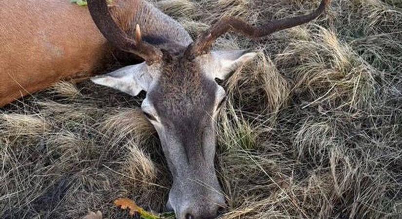 A vadőr tehénhangot utánzott, a gímszarvasbika az életével fizetett