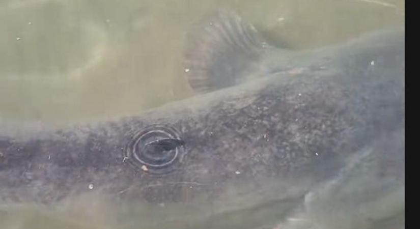 Szörny bukkant fel a Balaton lábszárközépig érő vizében ( videó)