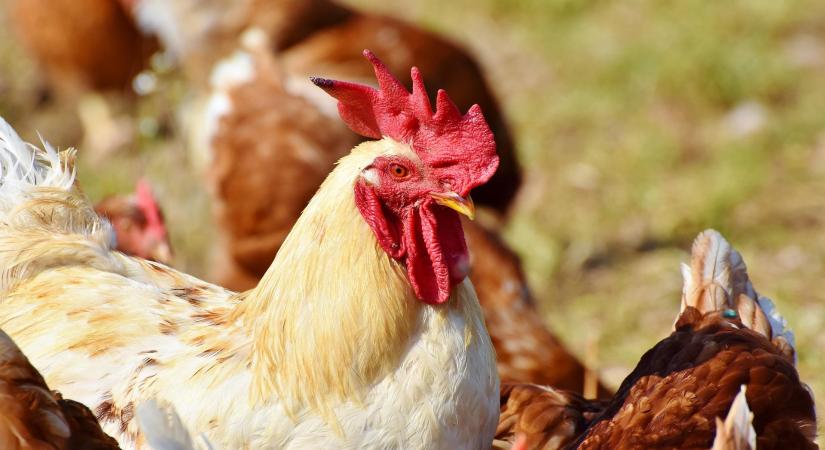 Az unióban és hazánkban is drágult a baromfi