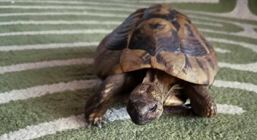 Carlos, a görög teknős