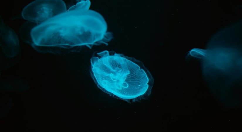 Kutatók megtalálhatták a mai élőlények legkorábbi közös ősét
