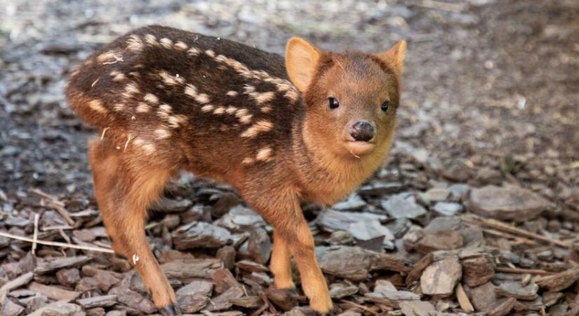 Itt a baj: Veszélybe került a pudu, a világ legkisebb szarvasa