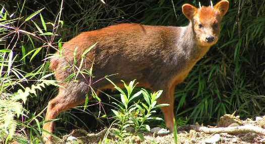 A túlélésért küzd a pudu, még a cukisága sem segít rajta – videó
