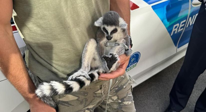 Illegálisan tartott egzotikus állat mászott ki az anyósülés alól egy budapesti igazoltatásnál