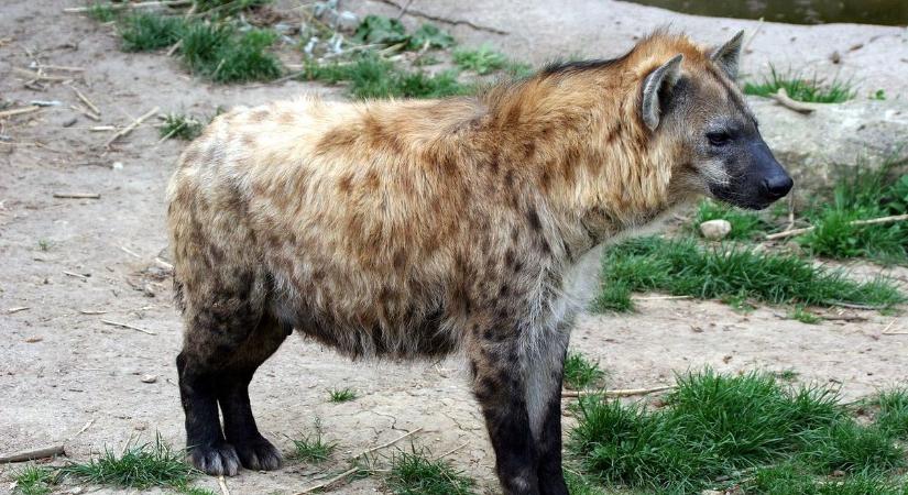 Meglepő titok derült ki a foltos hiénák szüléséről – Ezért szenvednek annyit a nőstények