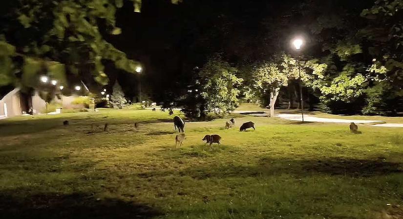Egyre durvább a vaddisznóhelyzet a 12. kerületben: a polgármester szerint 500 példány élhet a Hegyvidéken, a helyiek félnek kimenni az utcára – videó a cikkben