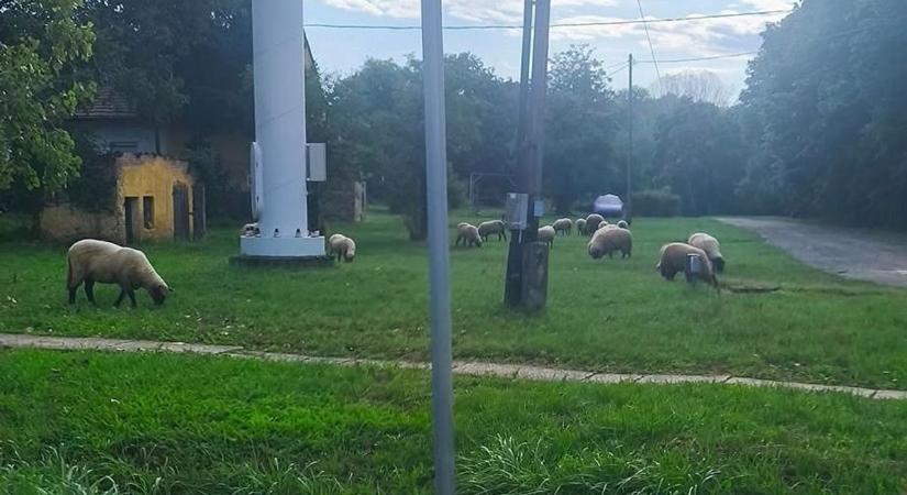 Elszabadult állatok az úton Baranyában – óvatosan közlekedjünk az érintett szakaszon