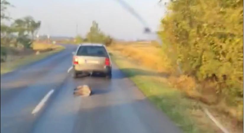 Csodás módon megmenekült a kocsi után kötött kutya