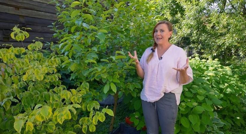 Így védekezik a dióburok-fúrólégy ellen Borbás Marcsi őrségi kertjében