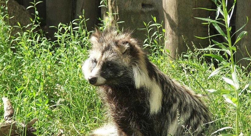 Elképesztő, hogy milyen állat került puskavégre a szomszéd megyében
