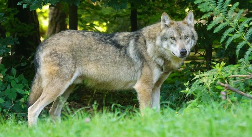 Kvótarendszerrel szabályozzák a farkasvadászatot – heves vita a döntés körül