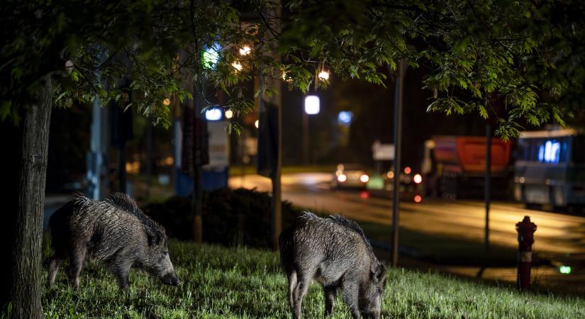 Égetővé vált a vaddisznóhelyzet a budai hegyvidéken, a polgármester lakossági fórumot hívott össze