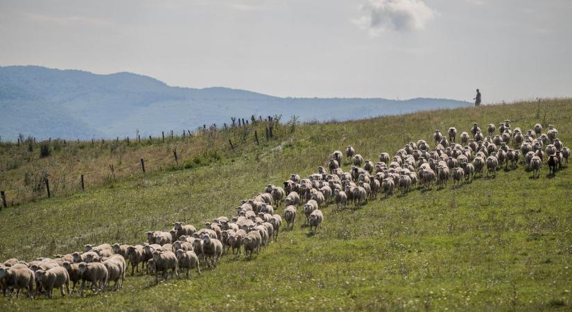 A fogyasztóknak szóló kampánnyal tisztázza az agrárkamara a húsokkal kapcsolatos tévhiteket