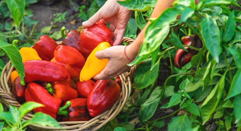 A paprika örök, de a fogyasztó kívánságait meg kell hallani!
