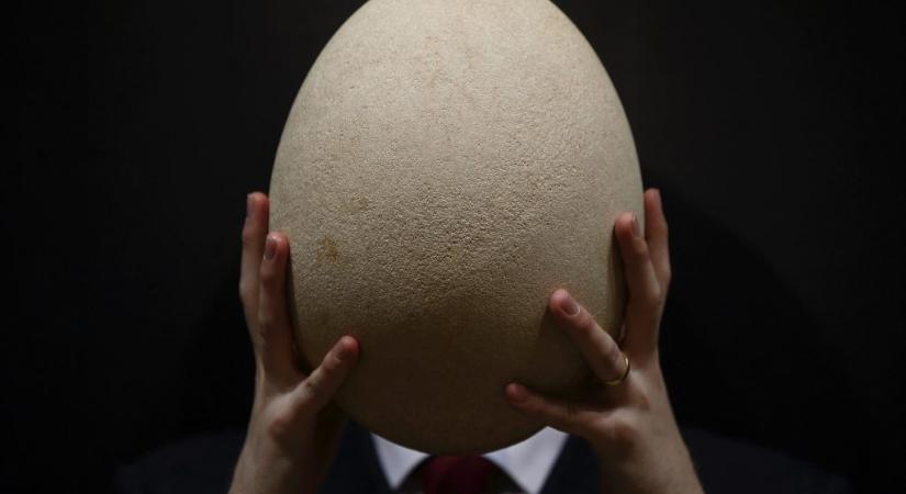 Mekkora minden idők legnagyobb tojása?